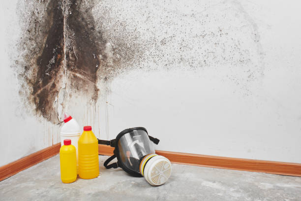 Best Mold Removal Company Near Me  in Spring Lake Park, MN