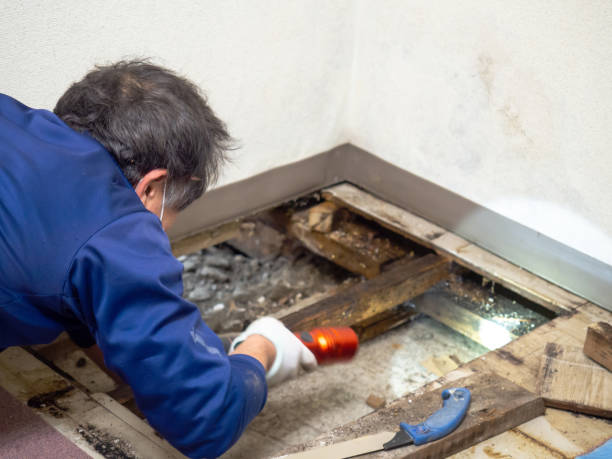 Reliable Spring Lake Park, MN Mold Removal Solutions