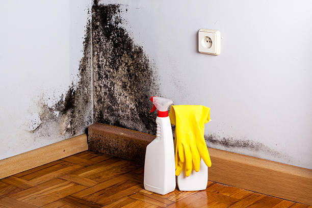 Best Certified Mold Removal  in Spring Lake Park, MN
