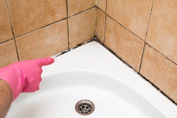 Home Mold Removal in Spring Lake Park, MN