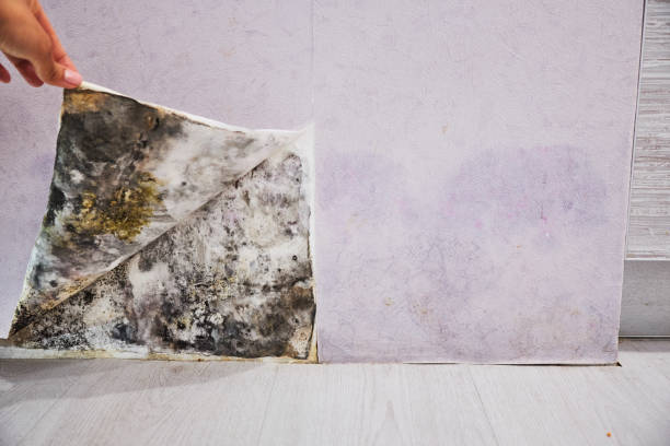 Attic Mold Removal in Spring Lake Park, MN